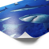 Impression photo de requins (Coin)