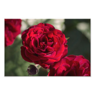 Impression photo de roses - Rayonnement velouté