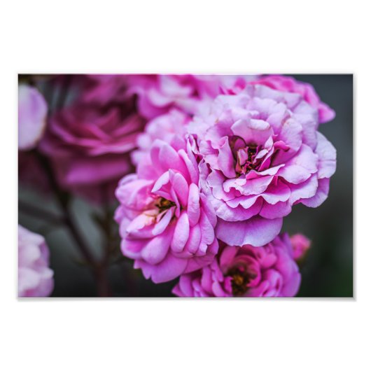 Impression photo de roses roses douces (Devant)