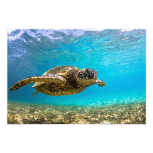 Impression photo de tortue marine (Devant)