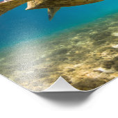 Impression photo de tortue marine (Coin)