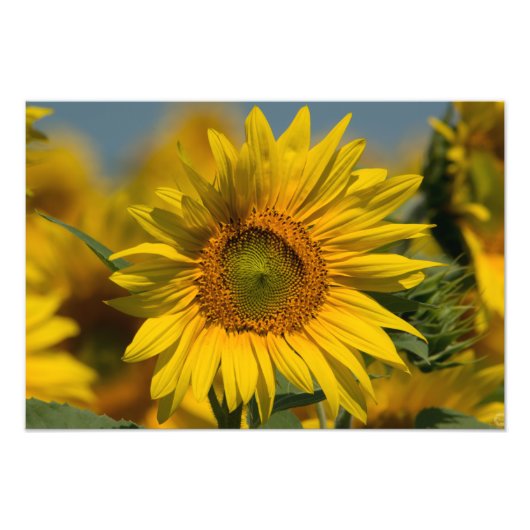 Impression photo de tournesol (Devant)