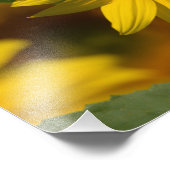 Impression photo de tournesol (Coin)