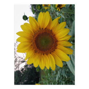 Impression photo de tournesol sur papier premium f