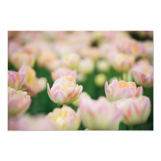 Impression photo de tulipes (Devant)