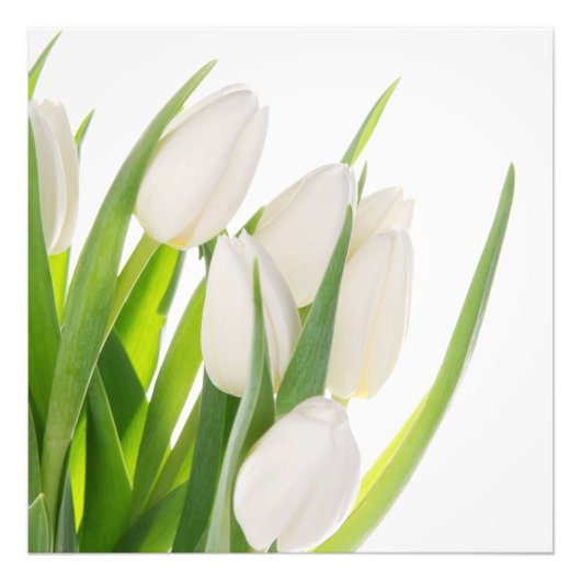 Impression photo de Tulipes Blanches (Devant)