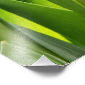 Impression photo de Tulipes Blanches (Coin)