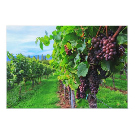 Impression photo de vignes (Devant)