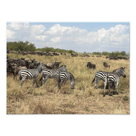 Impression photo de zèbre africain (Devant)