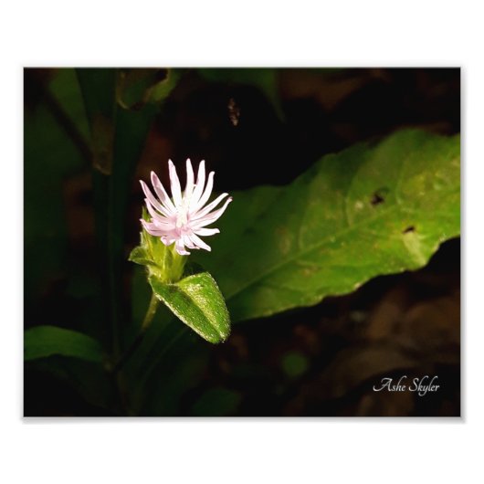 Impression Photo Début (Devant)