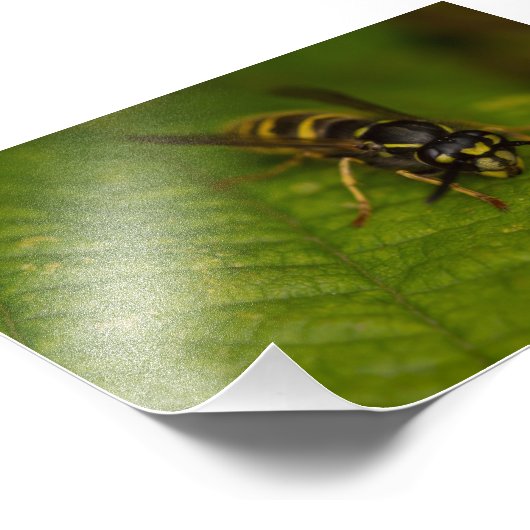 Impression Photo Déchets communs (Coin)