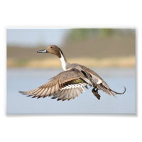 Décollage Du Canard À Pintail En Vol