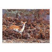 Impression Photo Deer en jachère à Bradgate Park (Devant)
