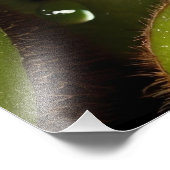 Impression Photo Délicieux Kiwis vert (Coin)