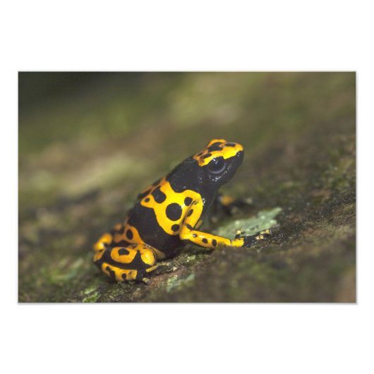 Impression Photo Dendrobate à bandes jaunes Dendrobates (Devant)