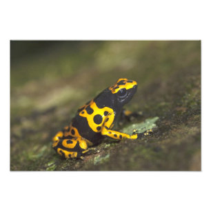 Impression Photo Dendrobates de grenouille à bandes jaunes