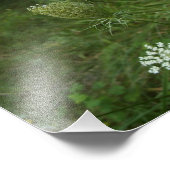 Impression Photo dentelle de la reine anne (Coin)