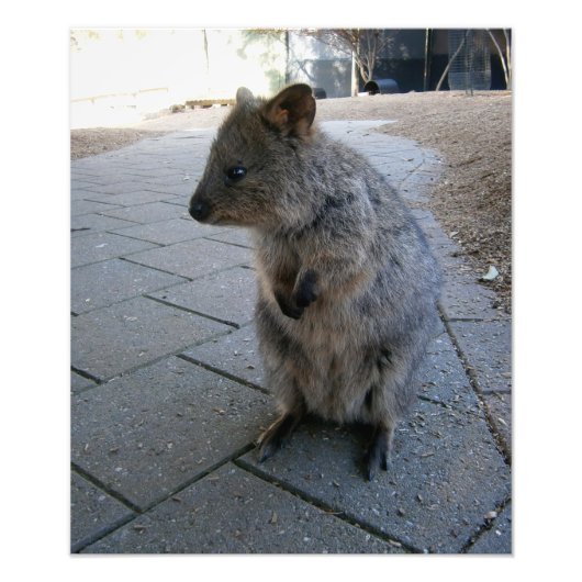 Impression Photo "Des coups de bâton en Australie : une Quokka gris (Devant)