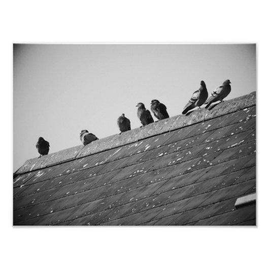 Impression Photo Des pigeons sur le toit (Devant)
