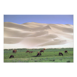 Impression Photo Désert de Gobi Chevaux sauvages