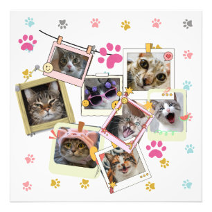 Impression Photo Design de collage de chat mignon et drôle
