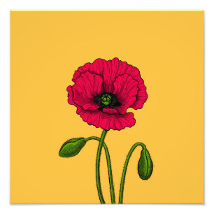 Impression Photo Dessin de pavot rouge