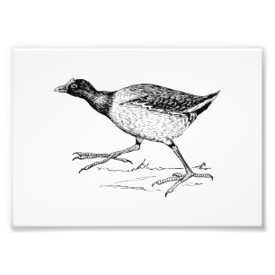 Impression Photo Dessin d'oiseau de Gallinule