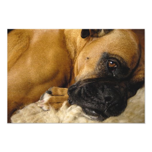 Impression Photo Détail d'un Boxer (Devant)