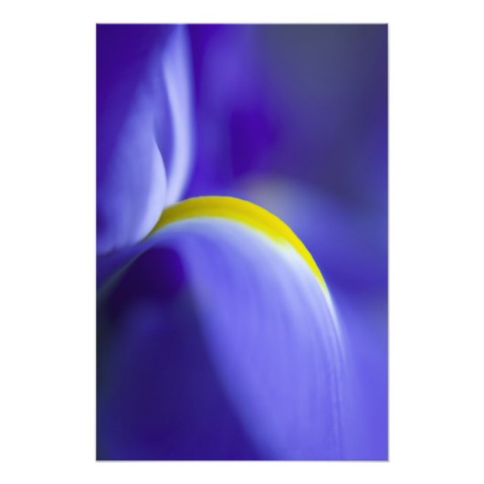 Impression Photo Détail rapproché d'un iris Blue Flag. (Devant)