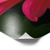 Impression Photo Détails de la marguerite rose (Coin)