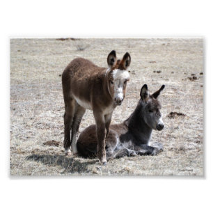 Impression Photo Deux bébés ânes 5x7