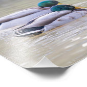 Impression Photo Deux canards colvert (Coin)