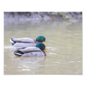 Impression Photo Deux canards colvert (Devant)