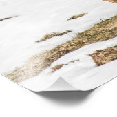 Impression Photo Deux cerfs à queue blanche en alerte (Coin)