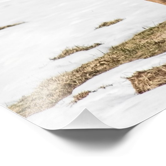 Impression Photo Deux cerfs à queue blanche en alerte (Coin)