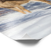 Impression Photo Deux cerfs à queue blanche en hiver (Coin)