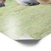 Impression Photo deux chevaux avariens (Coin)