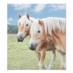 Impression Photo deux chevaux de Haflinger