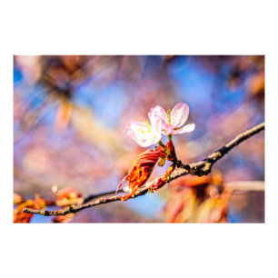 Impression Photo Deux Fleurs Extraordinaires Sakura. Rose, Arrière