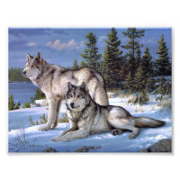 Deux loups de l'Arctique