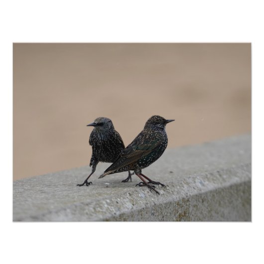 Impression Photo Deux Starlings (Devant)