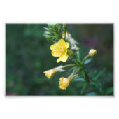 Impression Photo Dew Drop Intime (Devant)