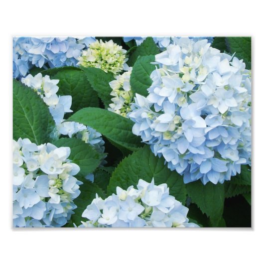 Impression photo d'hortensias (Devant)