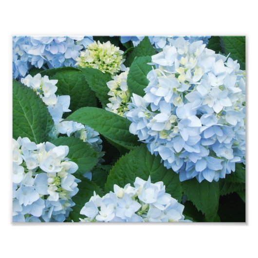 Impression photo d'hortensias (Devant)