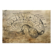 Impression Photo Diagramme d'anatomie de cerveau vintage (Devant)