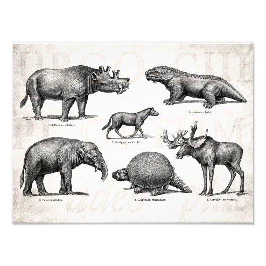 Impression Photo Dinosaure vintage Ancien dessin Dinosaures rétro (Devant)