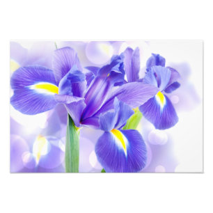 Impression photo d'iris