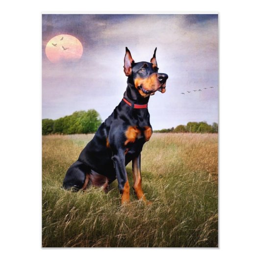 Impression Photo Doberman Pinscher (Devant)