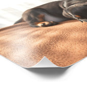 Impression Photo doberman-pinscher-chiot (Coin)