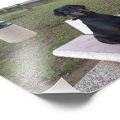 Impression Photo doberman pinting (Coin)